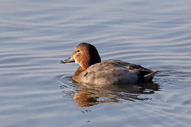 Tafelente ♂ Schlichtkleid