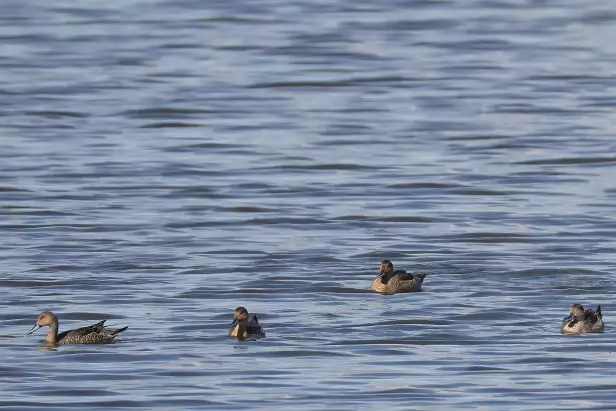 Spießente Fugleskjul