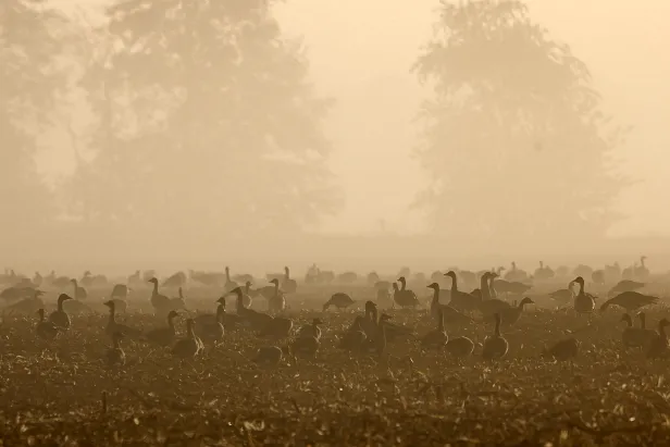 IR5_2024-10-26-9192A Gänse im morgendlichen Nebel