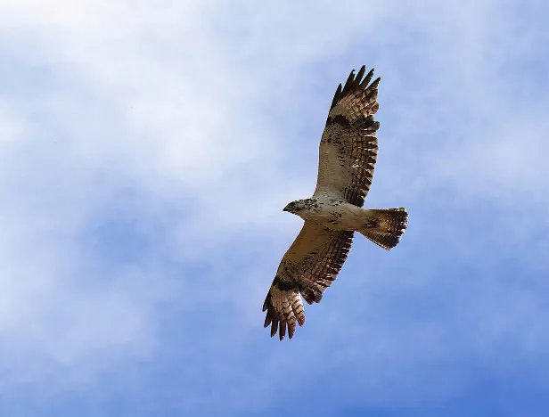 Mauusebussard