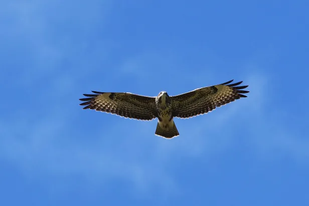 Mäusebussard