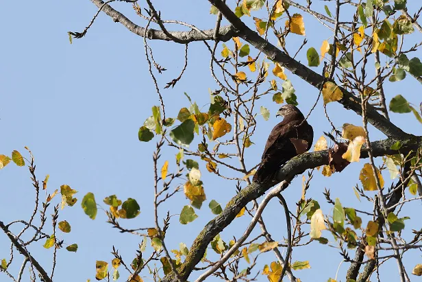 Mäusebussard