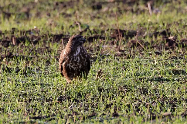 Mäusebussard