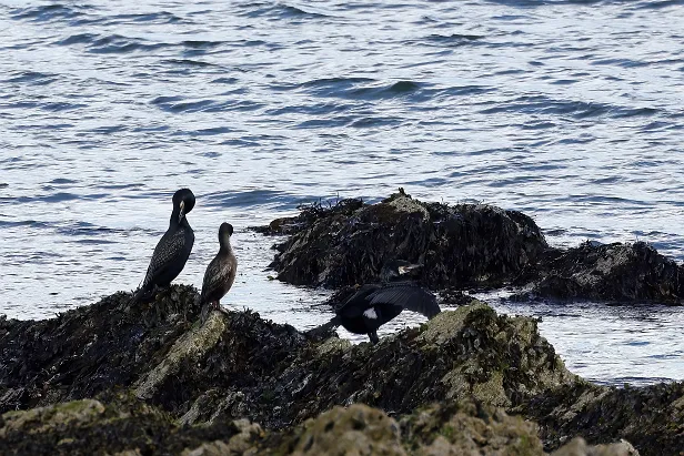 Kormoran & Krähenscharbe