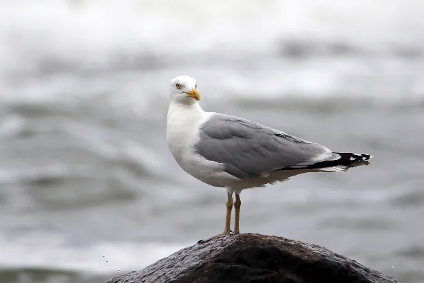 Silbermöwe
