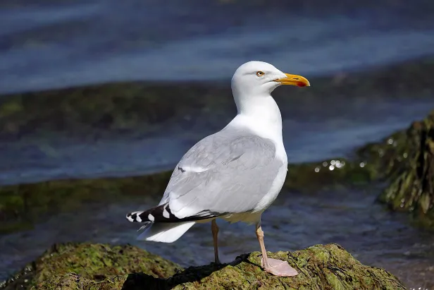 Silbermöwe