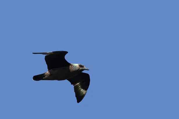 Skua Raudenipa