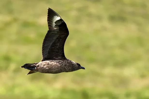 Skua Goksøyrmyrane naturreservat