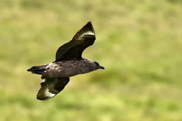 Skua Goksøyrmyrane naturreservat