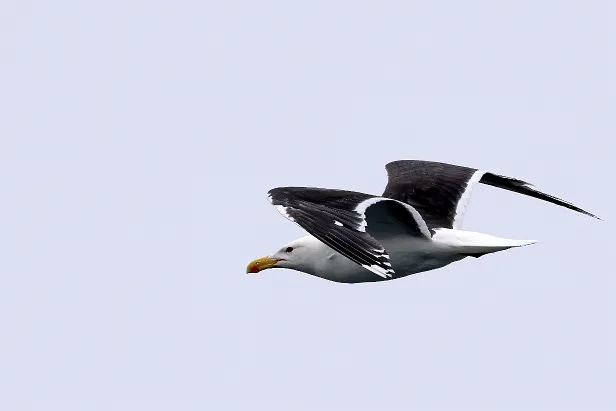 Mantelmöwe