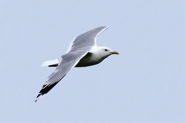 Sturmmöwe