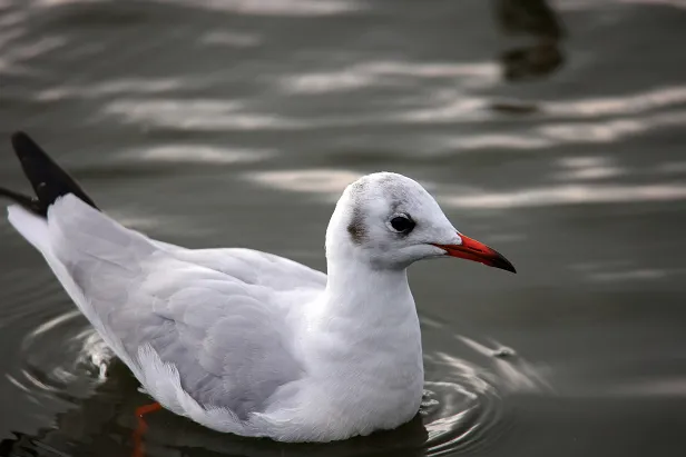 Lachmöwe