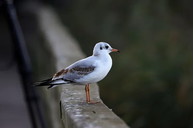 Lachmöwe