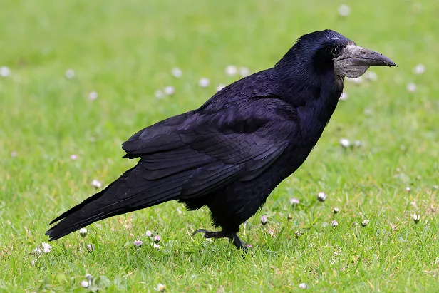 Saatkrähe