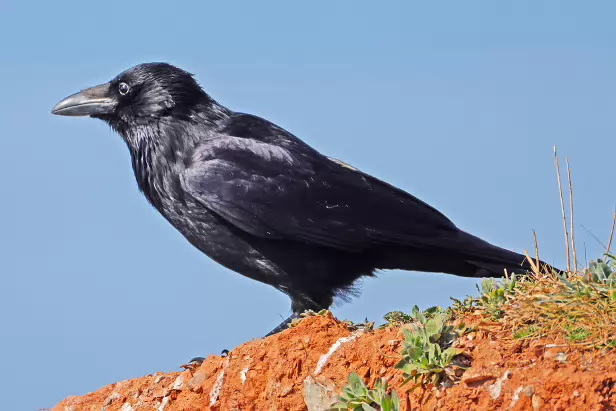 Rabenkrähe