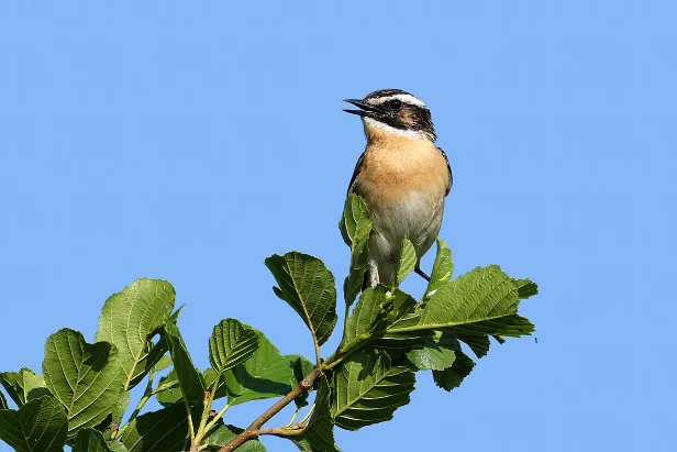 Braunkehlchen