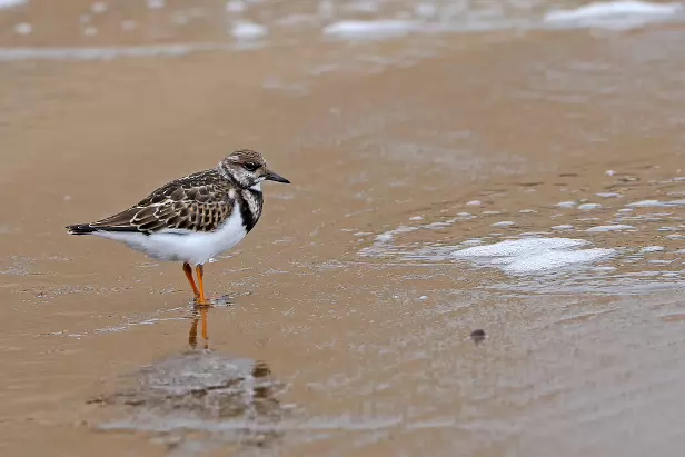 Steinwälzer Rundwanderweg Pechüle-Felgentreu