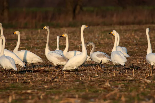 Singschwan