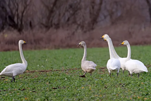 Singschwan ${LG} ${LP} ${GDescription}