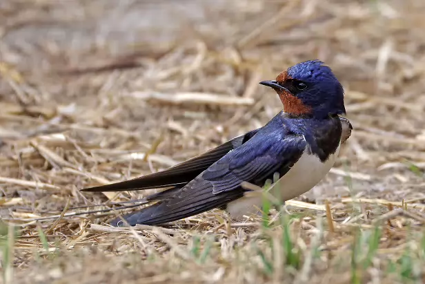 Rauchschwalbe Sommerweide