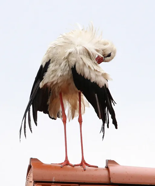 Weißstorch
