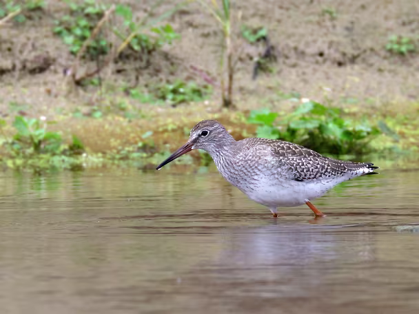 Wasserläufer
