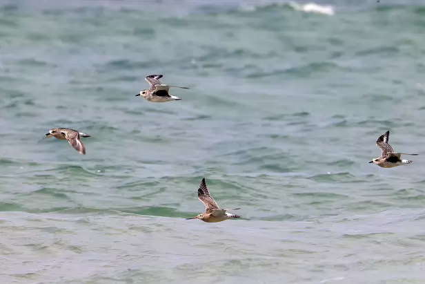Kiebitzregenpfeifer & Pfuhlschnepfe