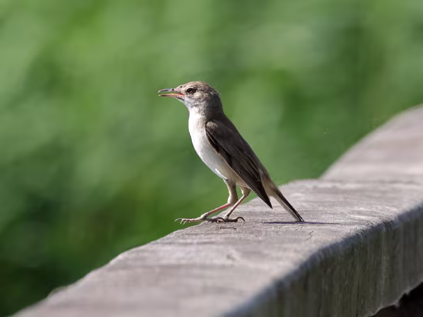 Sänger