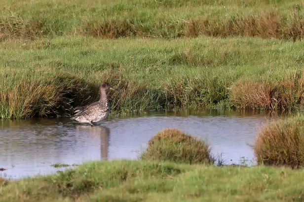 Krickente Lund Fjordtårnet