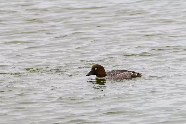 Schellente ♀ Fugleskjul