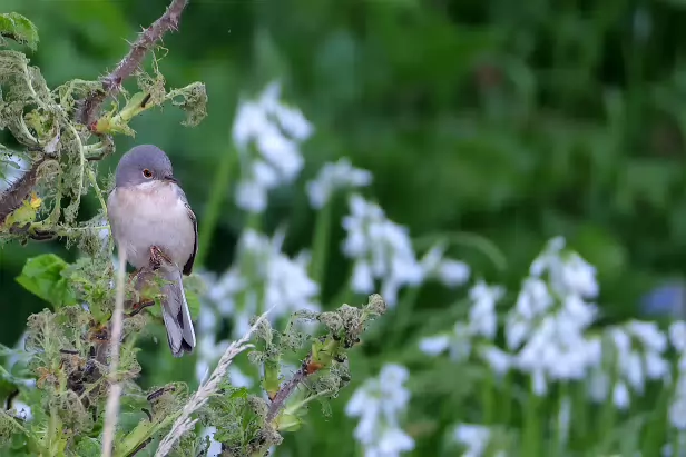 Weißbart-Grasmücke