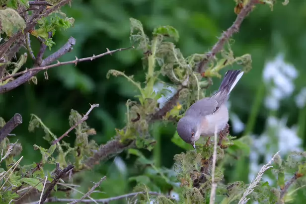 Balkan Bartgrasmücke