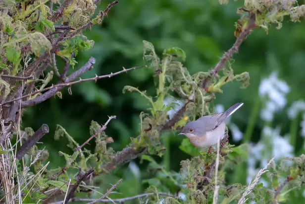 Balkan Bartgrasmücke