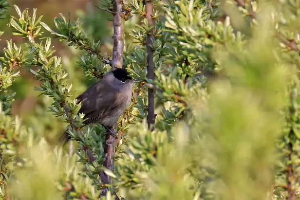 Mönchsgrasmücke ♂