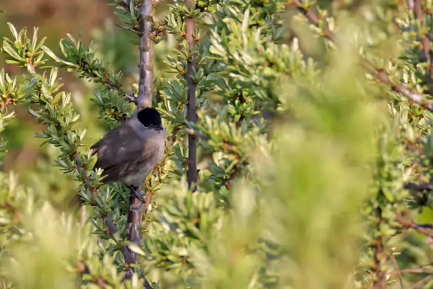 Mönchsgrasmücke ♂