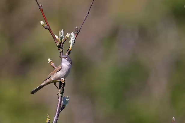 Dorngrasmücke Dorngrasmücke