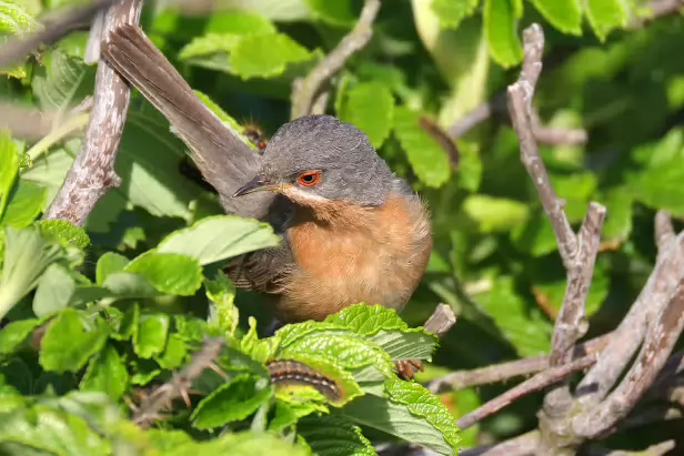 Iberien Bartgrasmücke