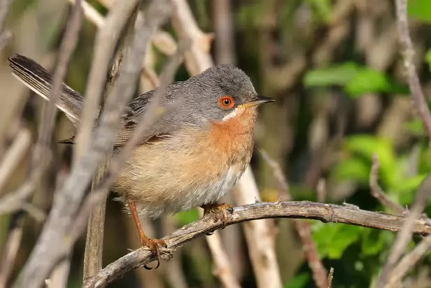 Iberien Bartgrasmücke
