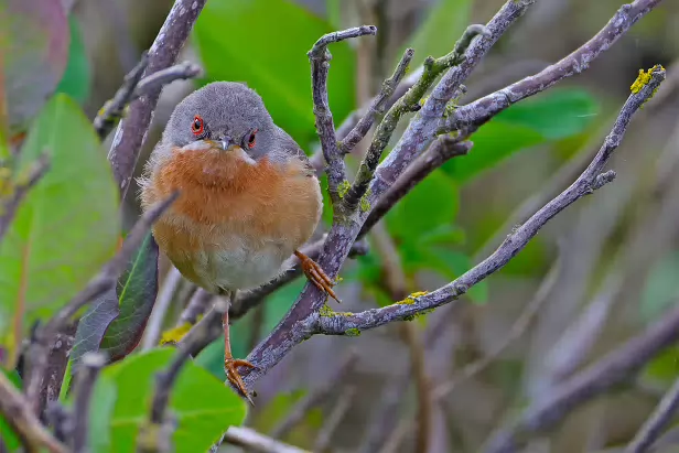 Iberien Bartgrasmücke