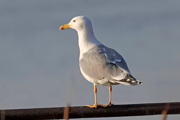 Mittelmeermöwe ${LG} ${LP} ${GDescription}