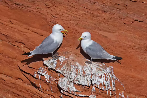 Dreizehenmöwe Treffpunkt Lummen-Info