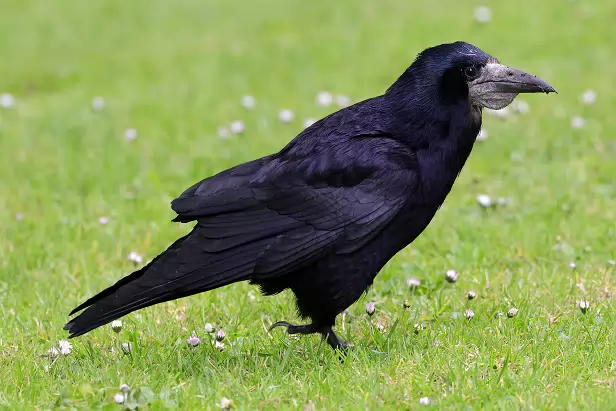 Saatkrähe