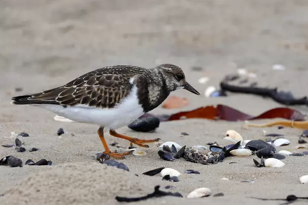Steinwälzer Rundwanderweg Pechüle-Felgentreu