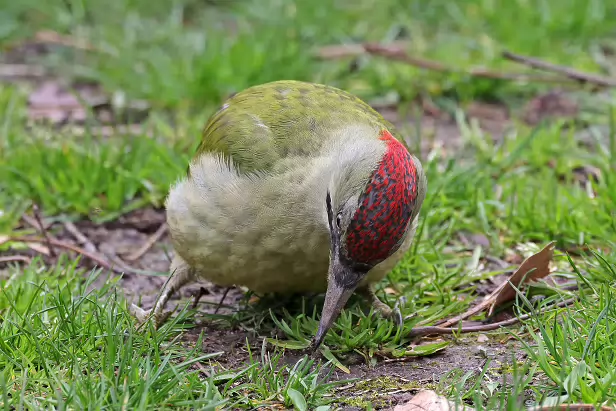 Iberischer Grünspecht