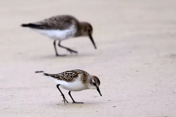 Zwergstrandläufer im Hintergrund Alpenstrandläufer