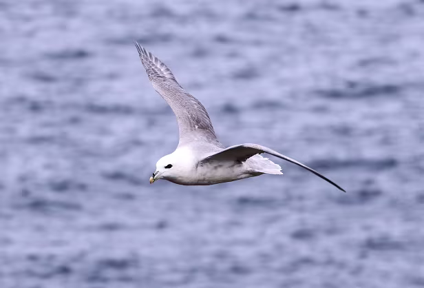 IM7_183776B.jpg Fulmarus glacialis