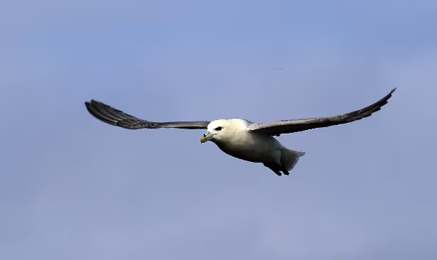 IM7_183976A.jpg Fulmarus glacialis