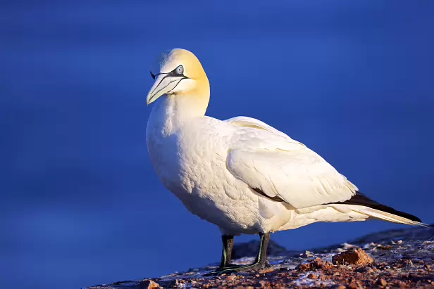 Basstölpel Lummenfelsen