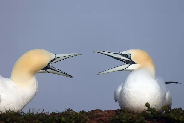 Basstölpel Lummenfelsen