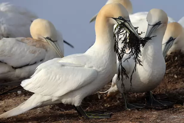 Basstölpel Lummenfelsen